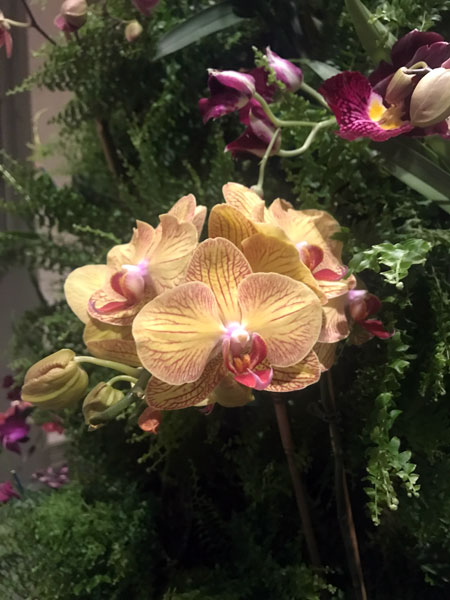 floweers on the Christmas tree